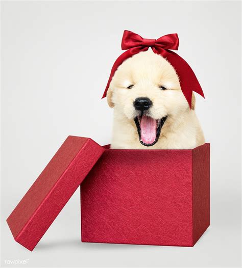 puppy gift box with holes - Concur Podcast Miniaturas