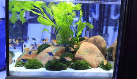 11 Best Filter For 10 Gallon Fish Tank Reviewed | Aqua Movement