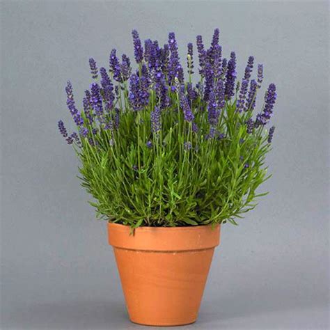 Lavender Seeds | 11 Lavenders | Perennial Flower Seeds