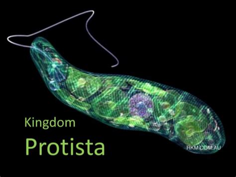 Pengertian Kingdom Protista ( Ciri-ciri, Protista Mirip jamur,Protista Mirip Hewan, Protista ...