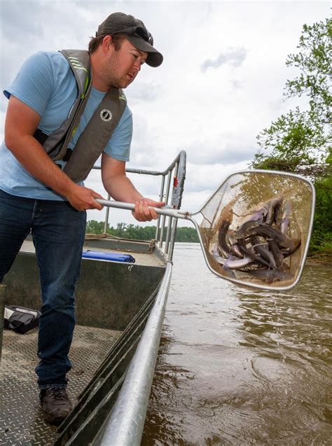 Pallid Sturgeon Released Into Missouri River In Effort To Save The Endangered Species | St ...