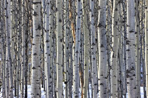 Aspen Tree Wallpaper - WallpaperSafari