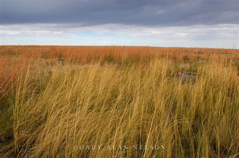 Prairie Grass : Minnesota : Gary Alan Nelson Photography