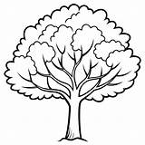 Elm tree Outline coloring book Page Line Art Drawing  Premium AI sketch template