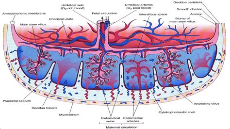 Anatomy Of The Placenta