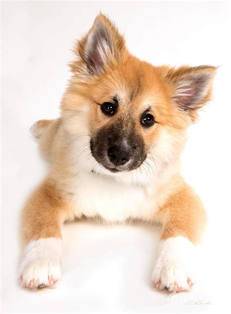 Icelandic Sheepdog Puppy Photograph by Iris Richardson