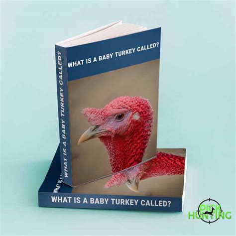 What Is A Baby Turkey Called? [3 Secret Baby Turkey Names]