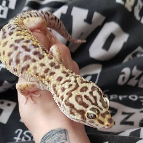 Giant Leopard Gecko