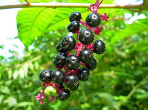 American pokeweed 10 seeds Phytolacca americana poke | Etsy