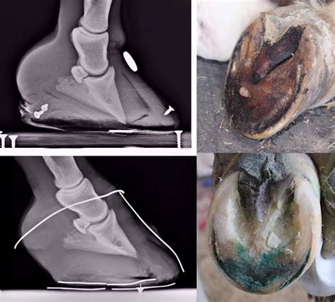 FAQ: Rehabilitating the feet after laminitis - The Laminitis Site