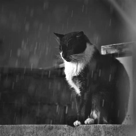 Cat in the rain by vanillapearl on DeviantArt