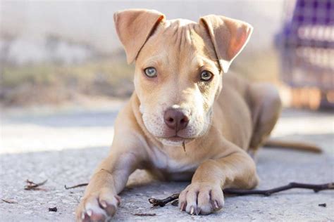 American Pit Bull Puppies: Care, Feeding, Education Pets Feed