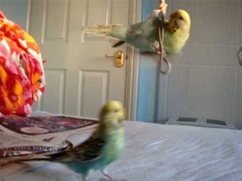 budgies playing around - YouTube