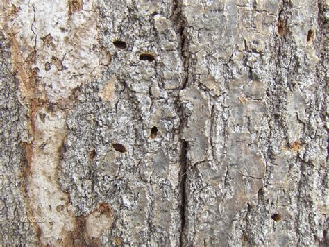 Hiding in Plain Sight: Common Signs of Insect Invaders « Pests And Diseases « Tree Topics