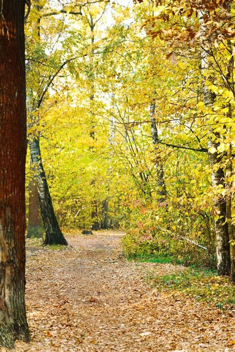 Path in Yellow Forest in Autumn Stock Image - Image of leaf, deciduous: 46130759