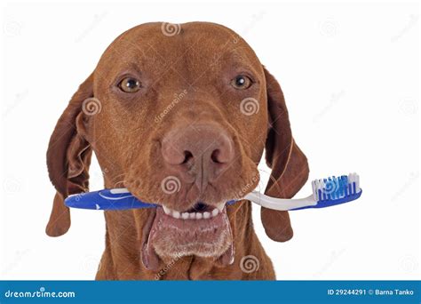 Dog oral hygiene stock image. Image of animal, hold, pointer - 29244291