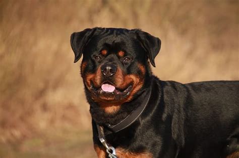 The 200 Aggressive Male Rottweiler Names for Dogs for 2022