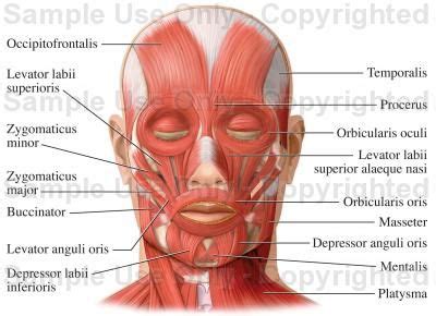 Muscles of the Face (Facial Muscles) - Medical Illustration, Human ...