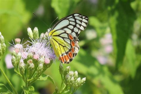 Butterfly parks for awareness and conservation in India