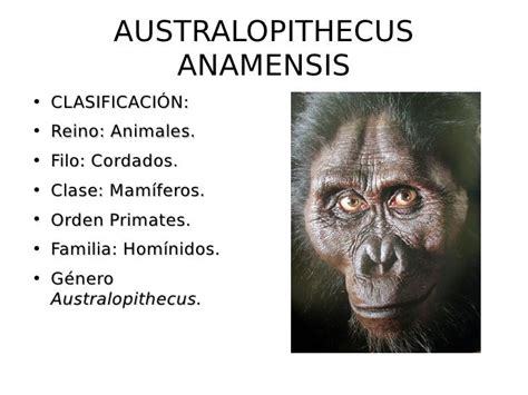 Características del Australopithecus - Las más destacadas