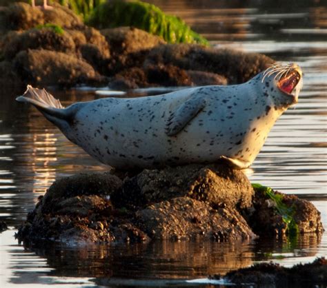 Harbor seal species profile | Encyclopedia of Puget Sound