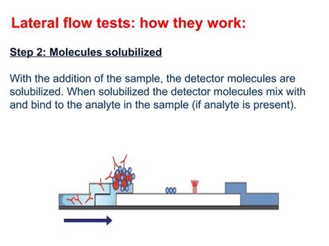 Immunochromatographic assays | PPT