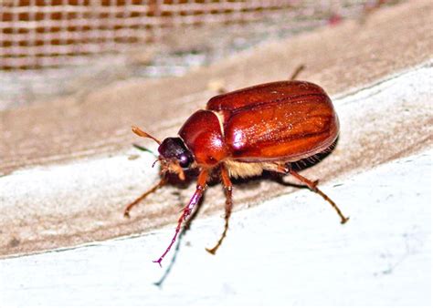 June Bug Redux (Family Scarabaeidae) – Field Station