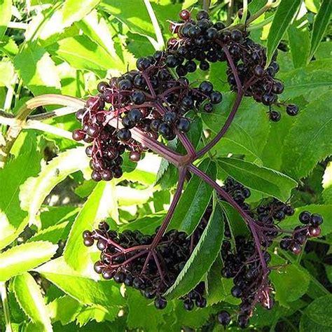 7 Top Elderberry Varieties to Grow in Your Backyard | Elderberry varieties, Elderberry bush ...