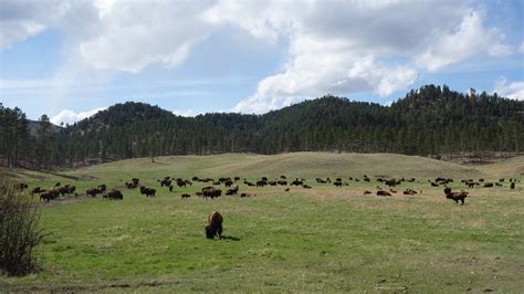 Buffalo'S Bison Yellowstone - Free photo on Pixabay - Pixabay