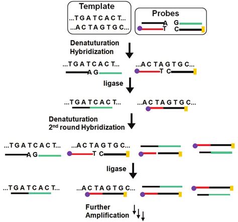 Schematic principle of the ligase chain reaction (LCR) based DNA... | Download Scientific Diagram