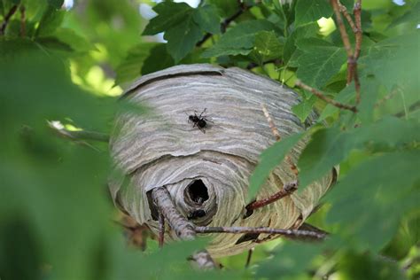 Paper Wasp hive found in our tree. | Hiding places, Hives, Wasp