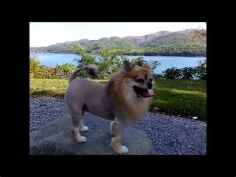 How to Pomeranian Lion Cut - YouTube