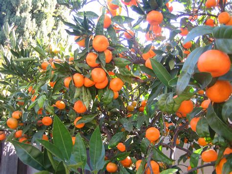 Tangerine tree in my backyard | Jardin | Pinterest