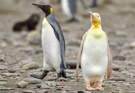 Rare Yellow Penguin Bewilders Scientists | Audubon