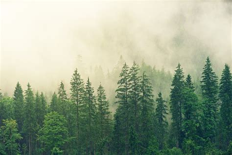 Misty Pine Tree Forest image - Free stock photo - Public Domain photo - CC0 Images