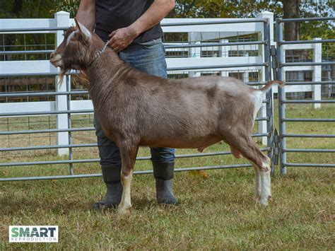 Recognizing the Potential of Toggenburg Dairy Goats