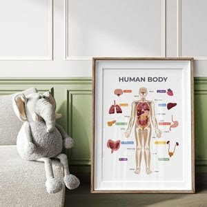 Human Body Poster, Organs Chart, Anatomy, Skeleton, Educational ...