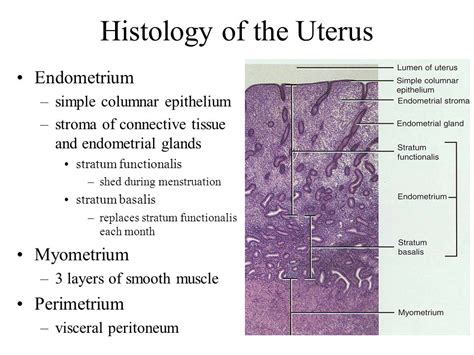 Female Reproductive System - ppt video online download