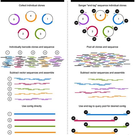 Overview of the two sequencing methods used in this study for ...