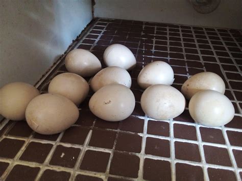 Remember the wild guinea fowl eggs I got earlier this month...They are ...