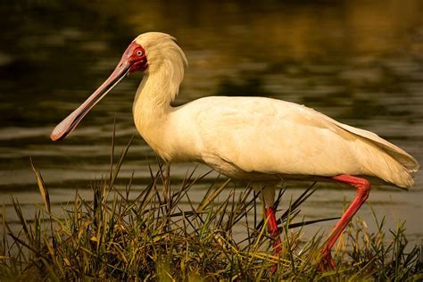 100+ Free Spoonbill & Bird Images