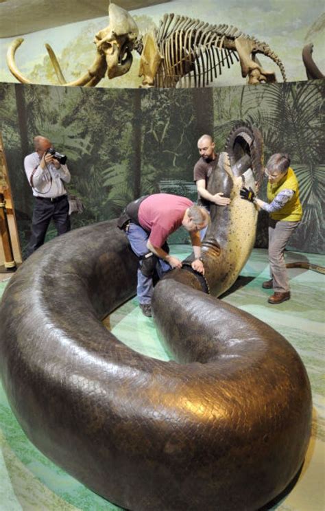 Titanoboa slithers into Morrill Hall : Lincoln, NE Journal Star | World ...