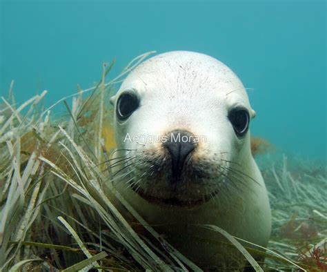 "Australian Sea Lion" by Aengus Moran | Redbubble