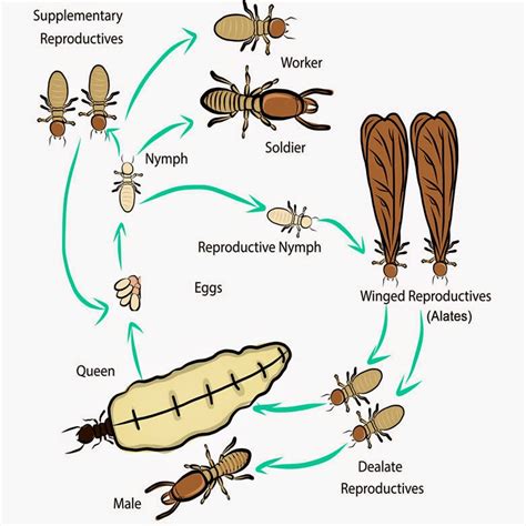 Paramount Pest Control - Our Blog: A Guide To Identifying Termite Activity and Damage