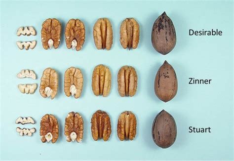 New Pecan Varieties to Consider When Planting - Pecan South MagazinePecan South magazine | The ...