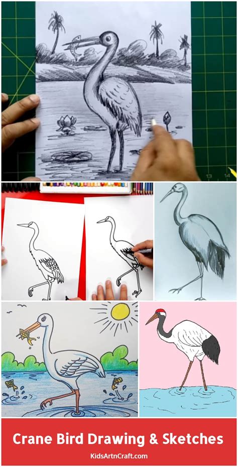 Crane Bird Drawing & Sketches for Kids - Kids Art & Craft