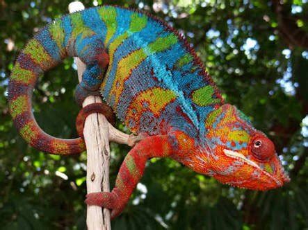 Panther Chameleon care | Wiki | Reptiles Amino