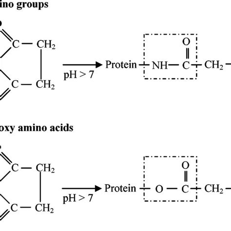 Major reactions of succinic anhydride with proteins (adapted from ref 33) | Download Scientific ...