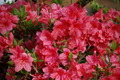 How to Plant Azaleas in Your Garden - Plant Instructions