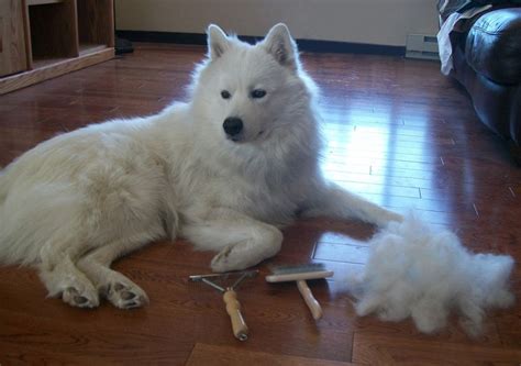 Samoyed Grooming | Samoyed, Samoyed dogs, Dog skin